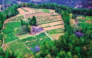 寒门贵女山沟沟飞出金凤凰,山沟沟飞出金凤凰的逆袭传奇